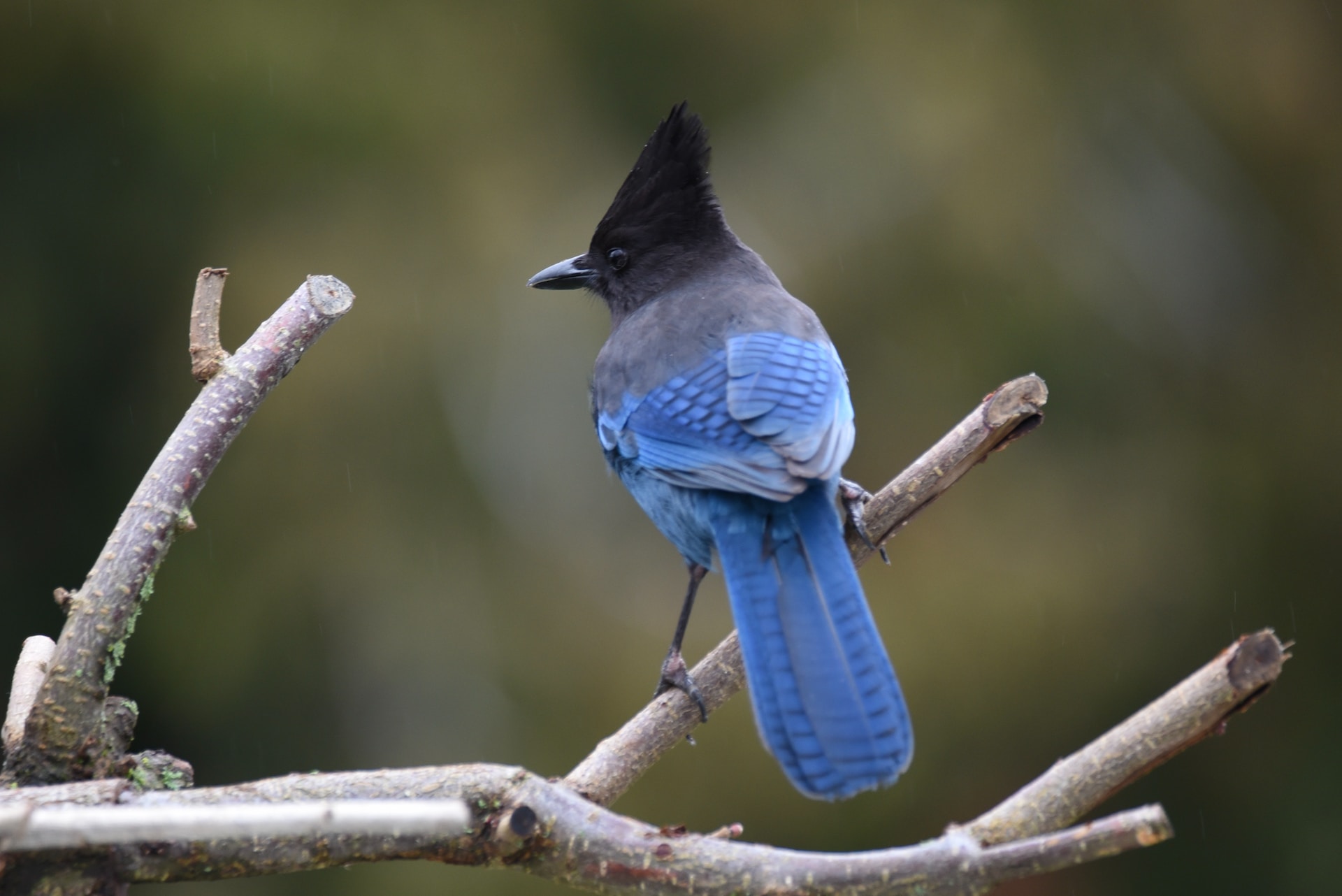 American Blue Jay