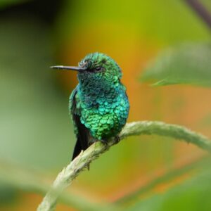 American Hummingbird