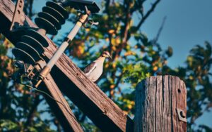 American Mourning Dove