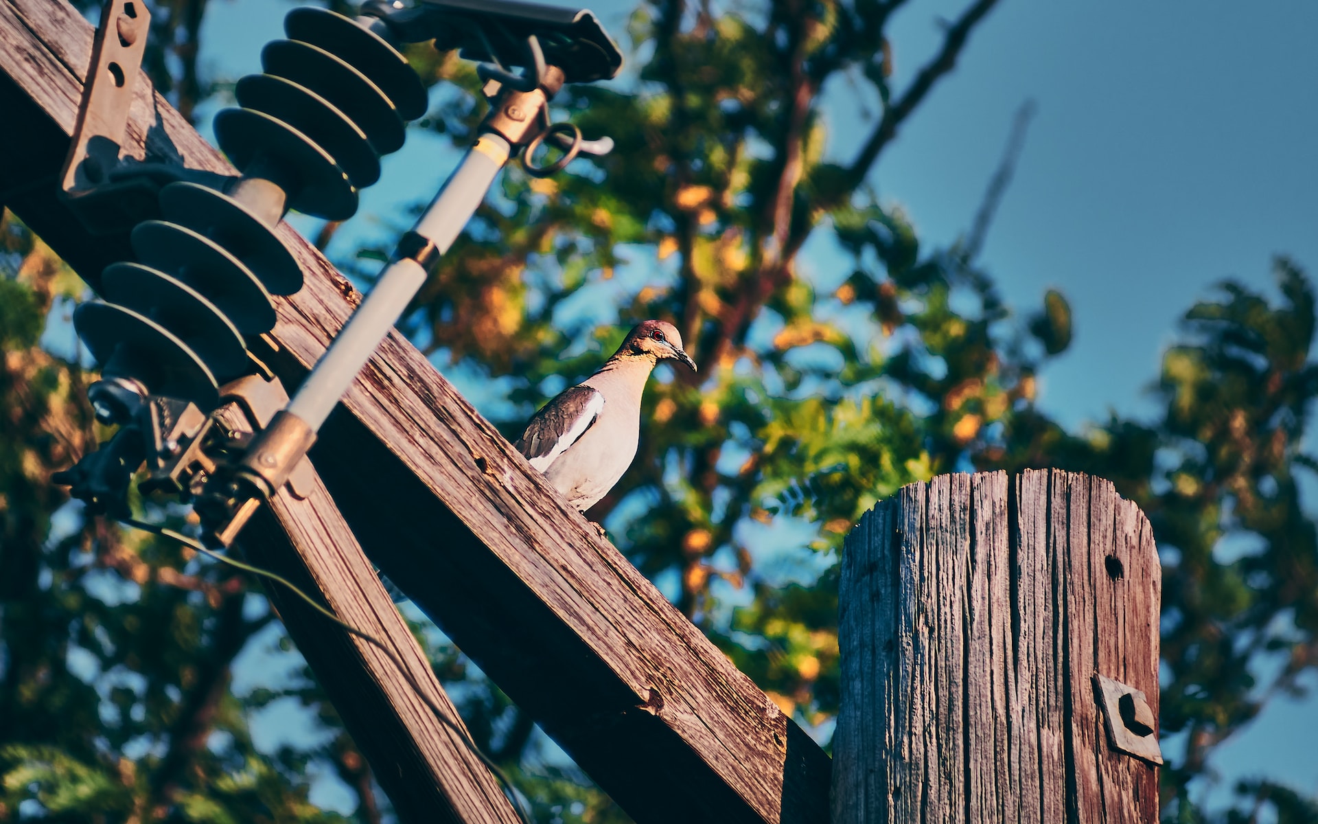 American Mourning Dove