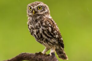 American Owl