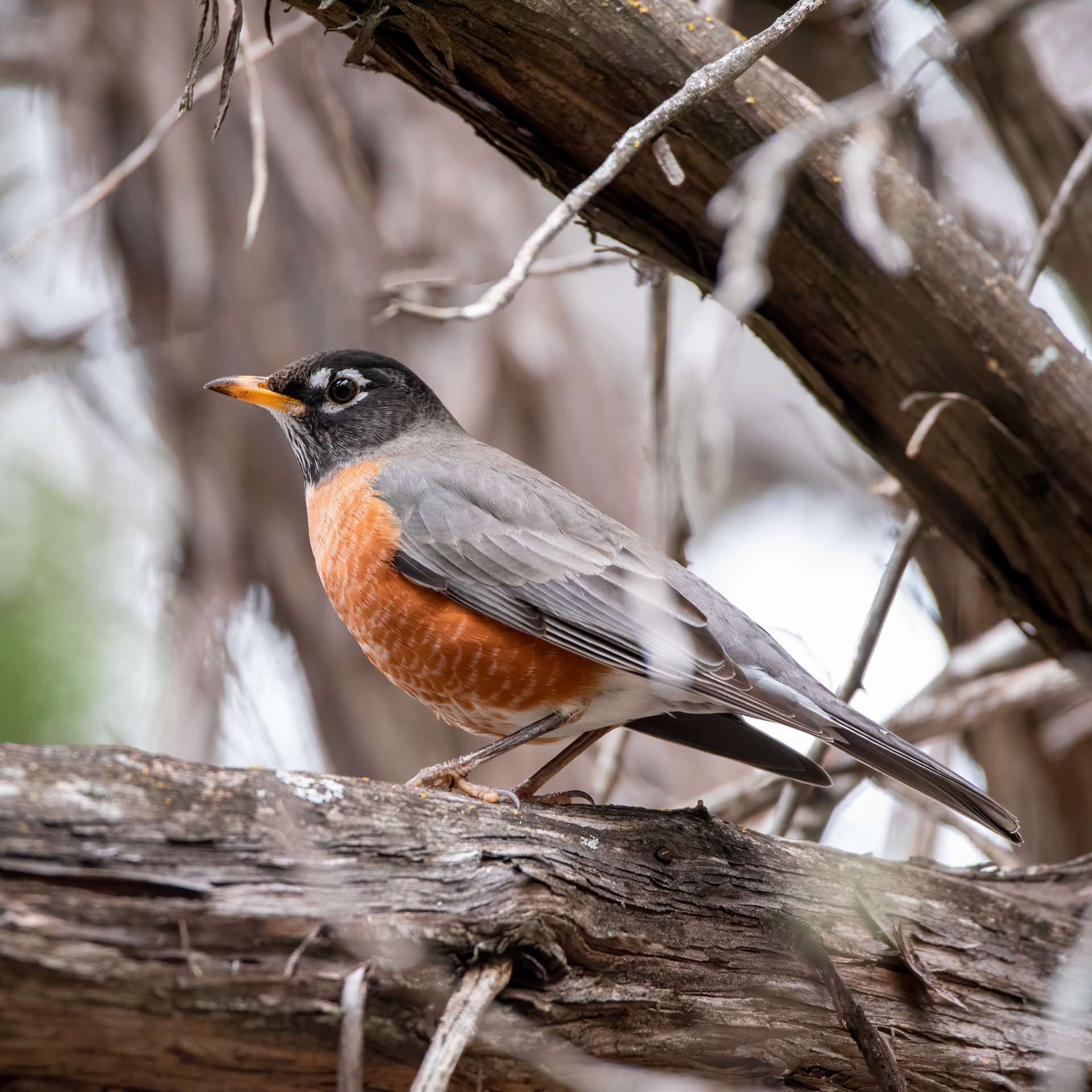 American Robin