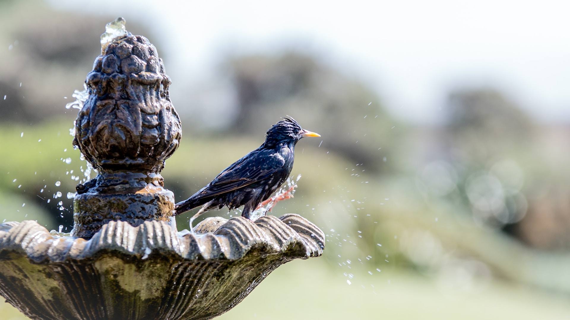 Bird Bath