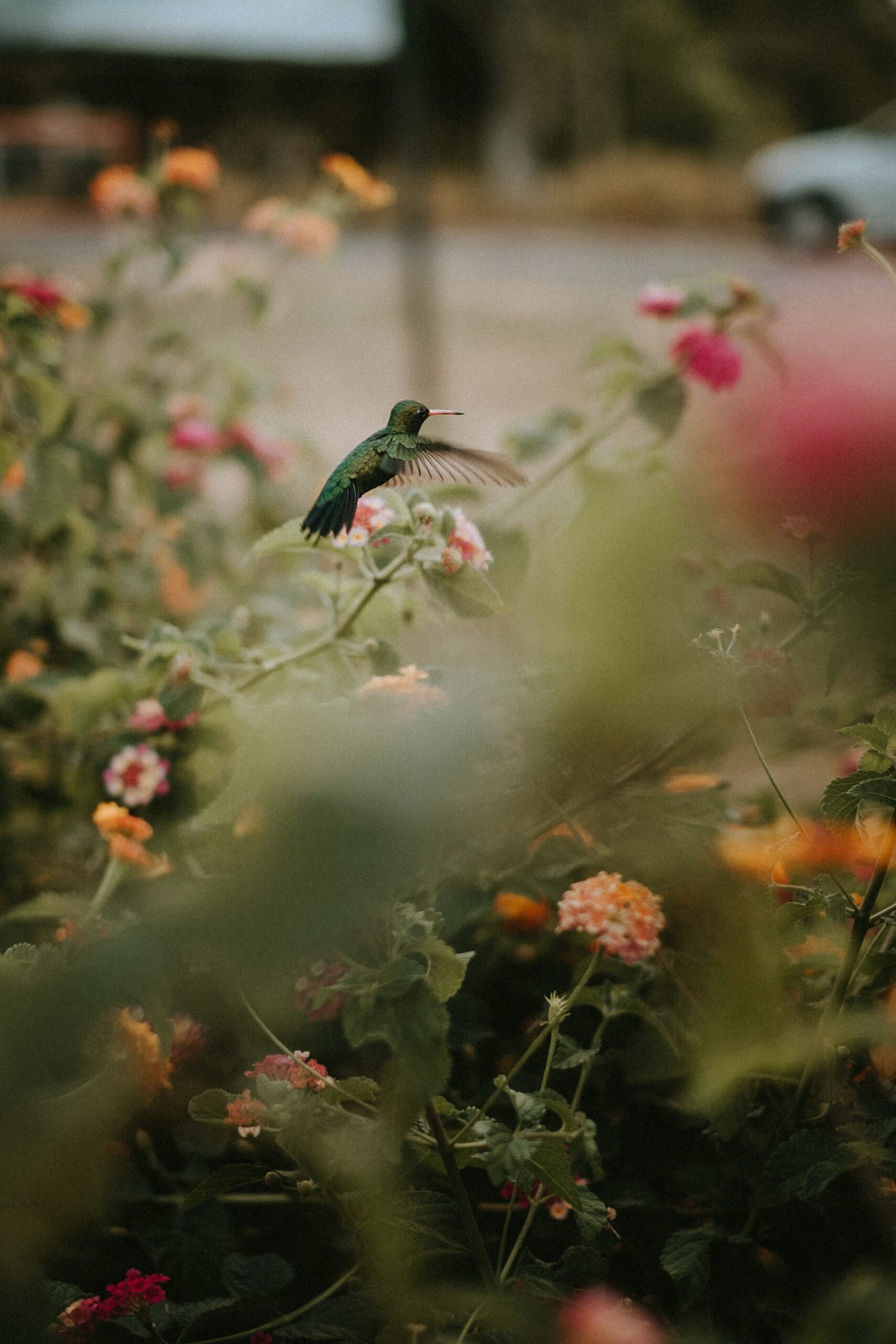 Bird bath garden.