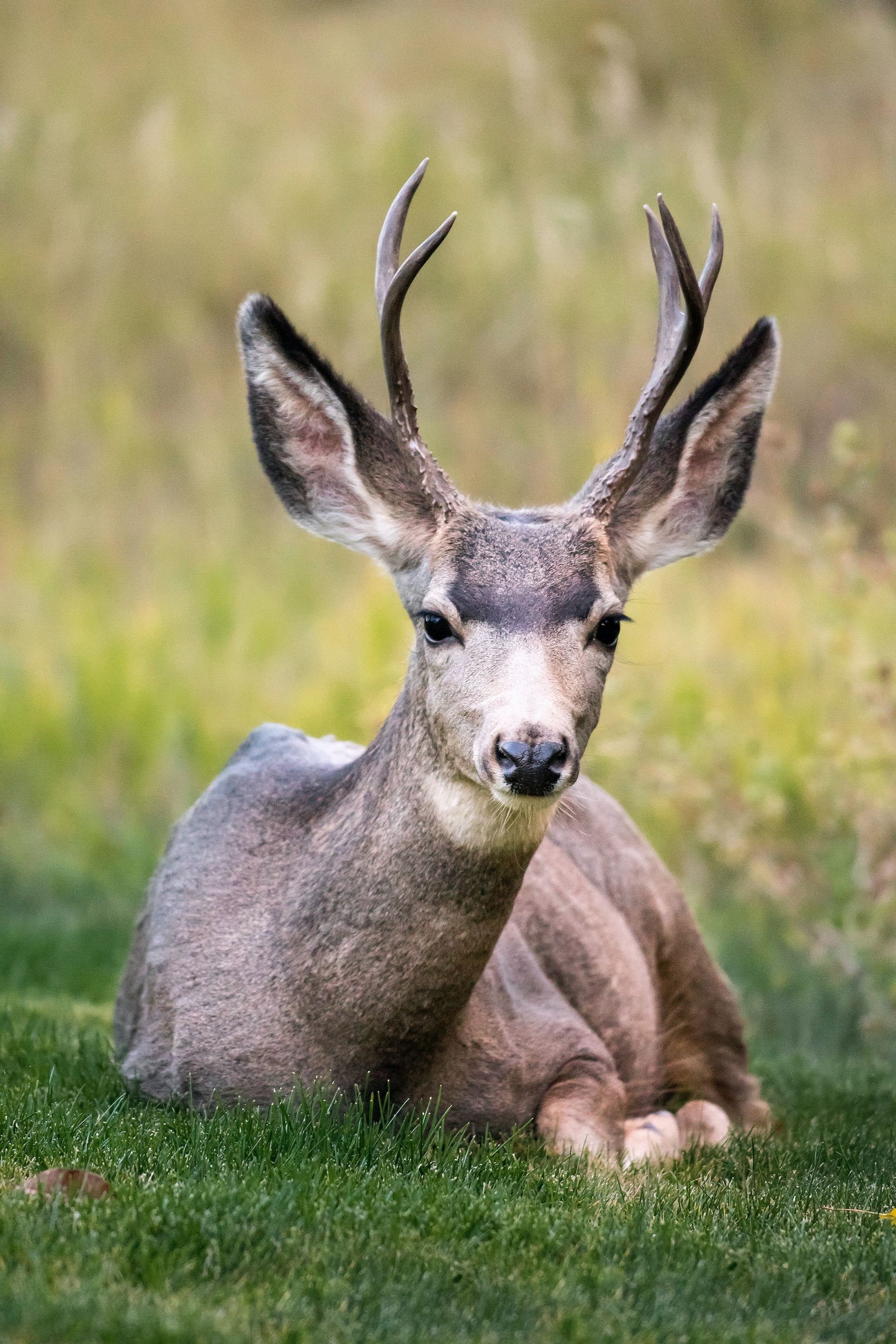 Deer feasting fruits