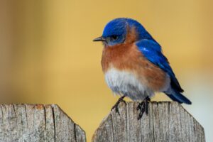 Eastern Bluebird