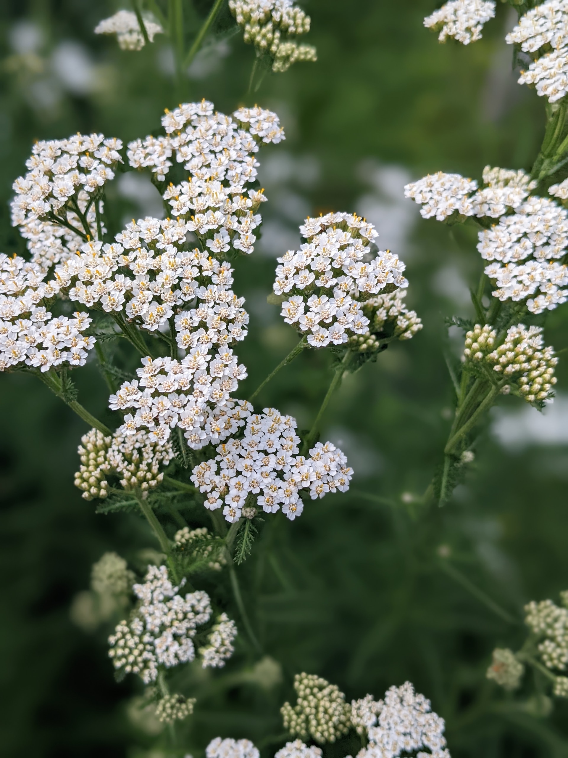 Flourishing backyard ecosystem