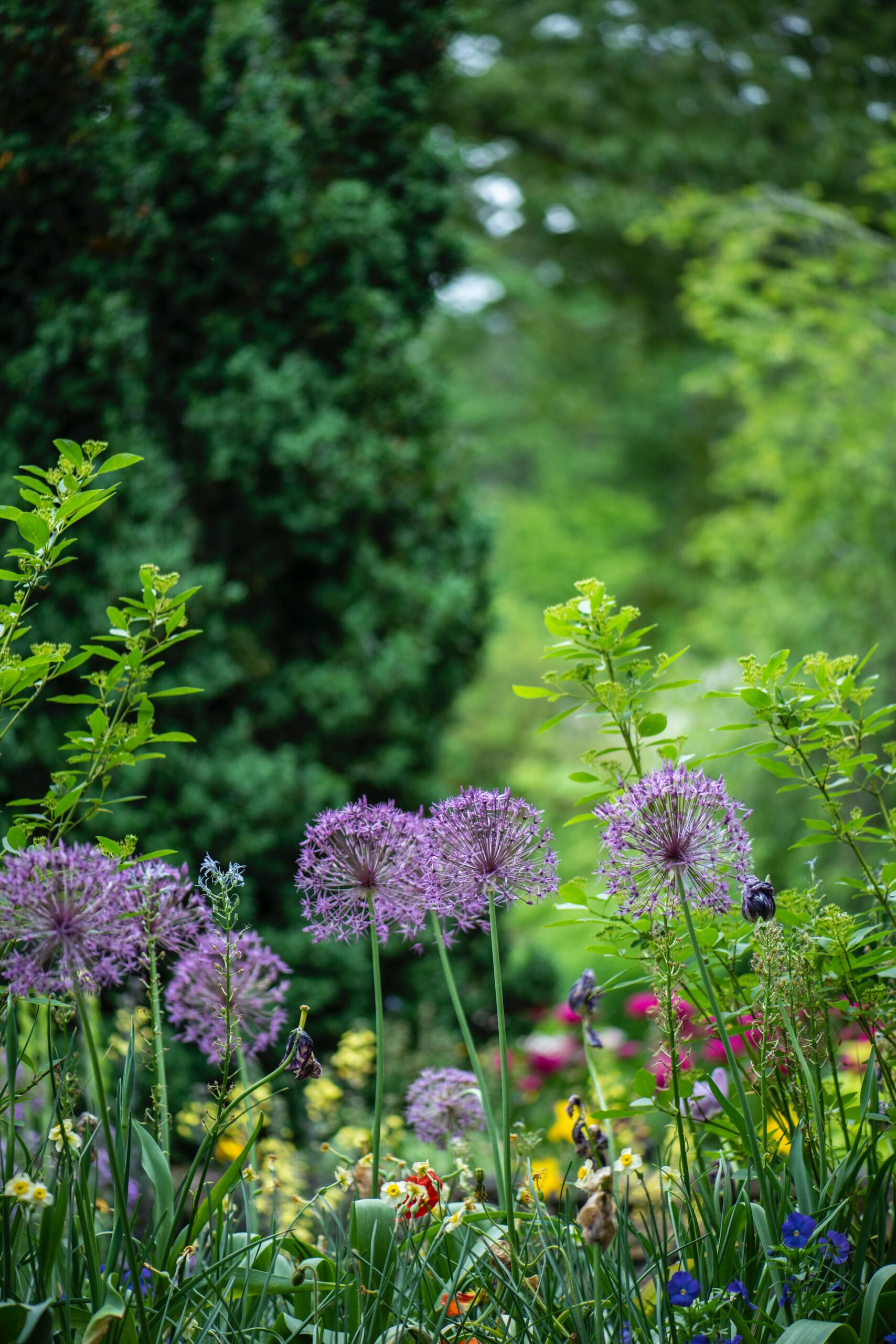 Flourishing biodiverse garden.