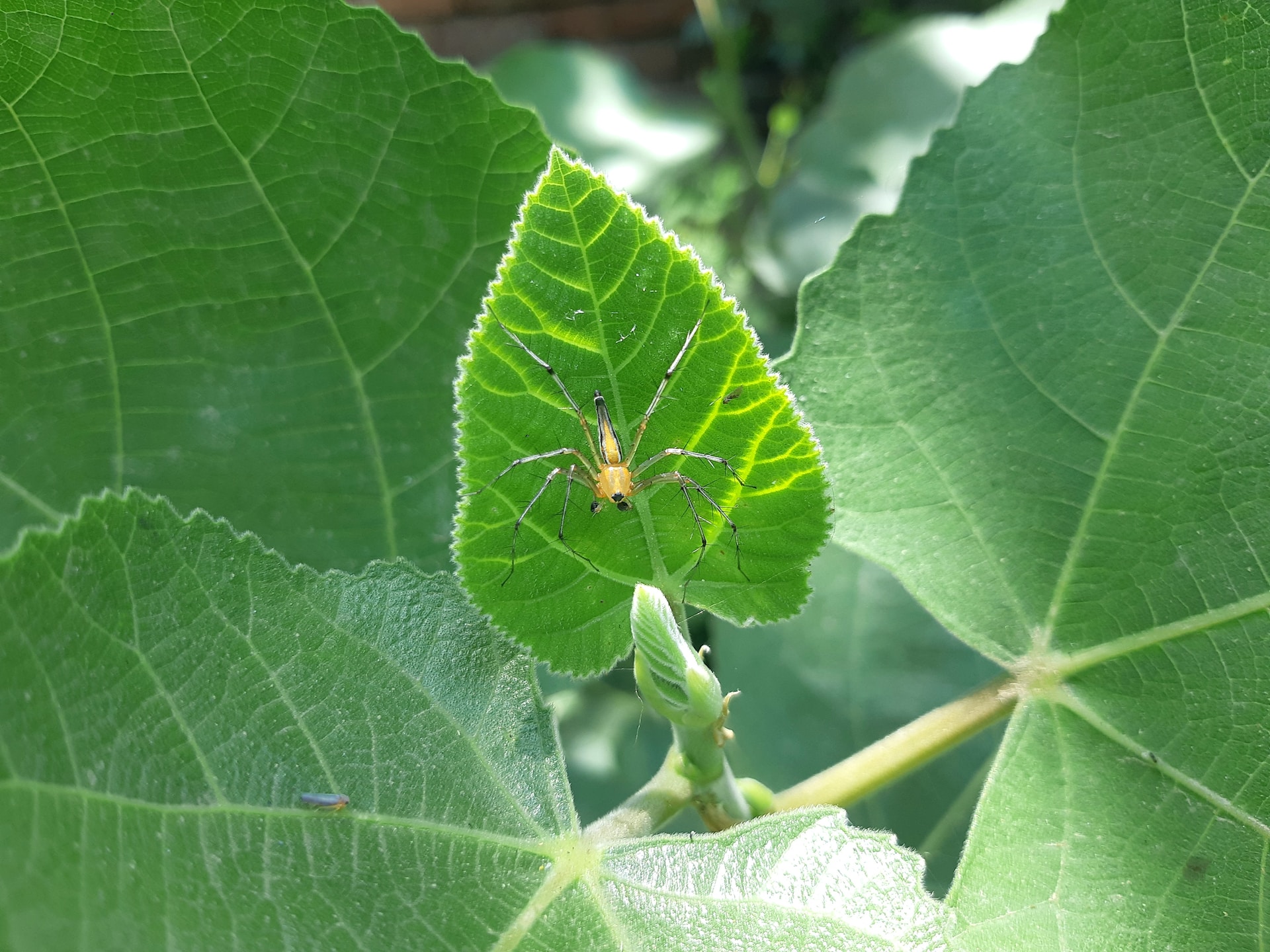 Garden wildlife