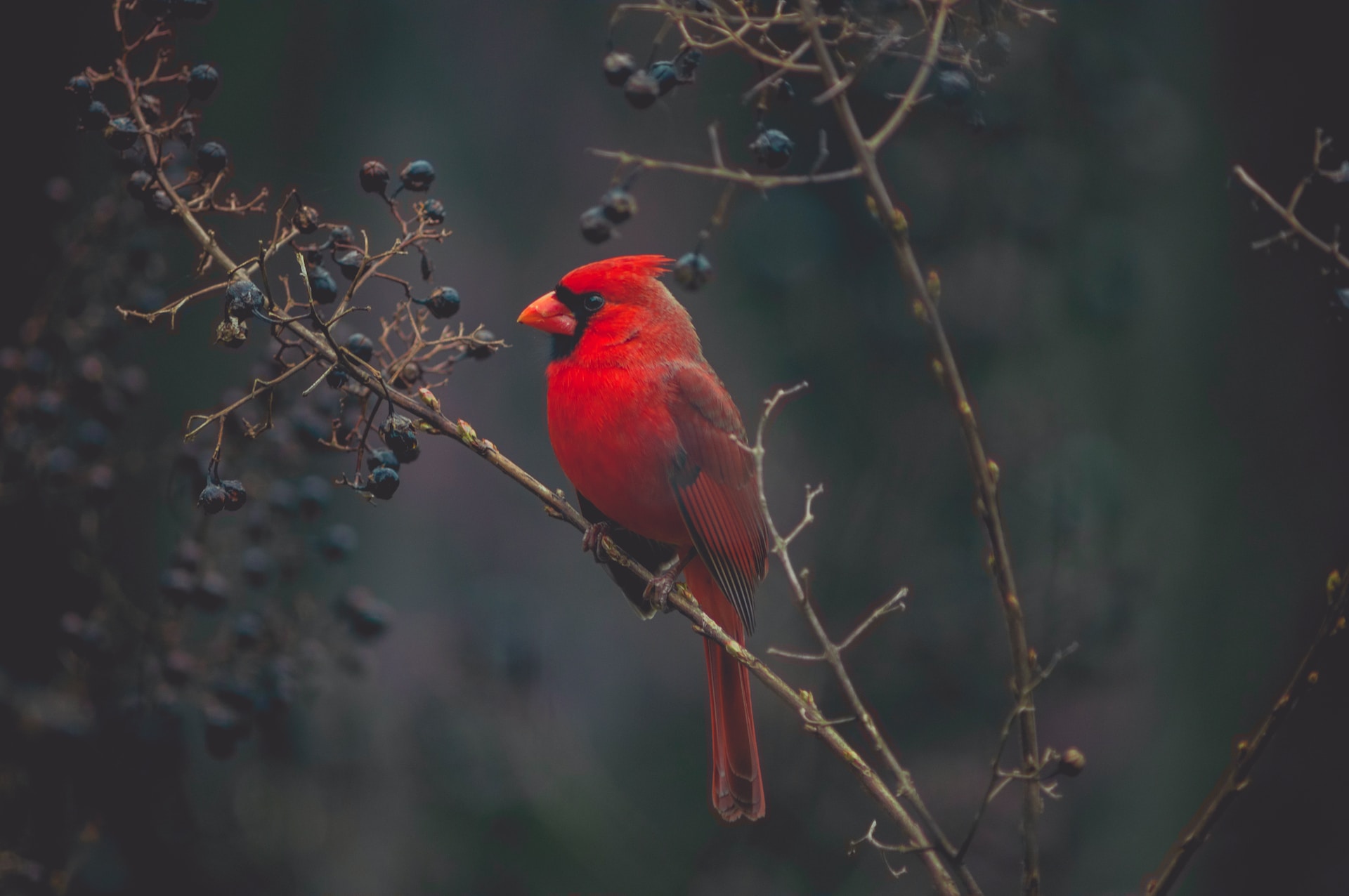 Northern Cardinal