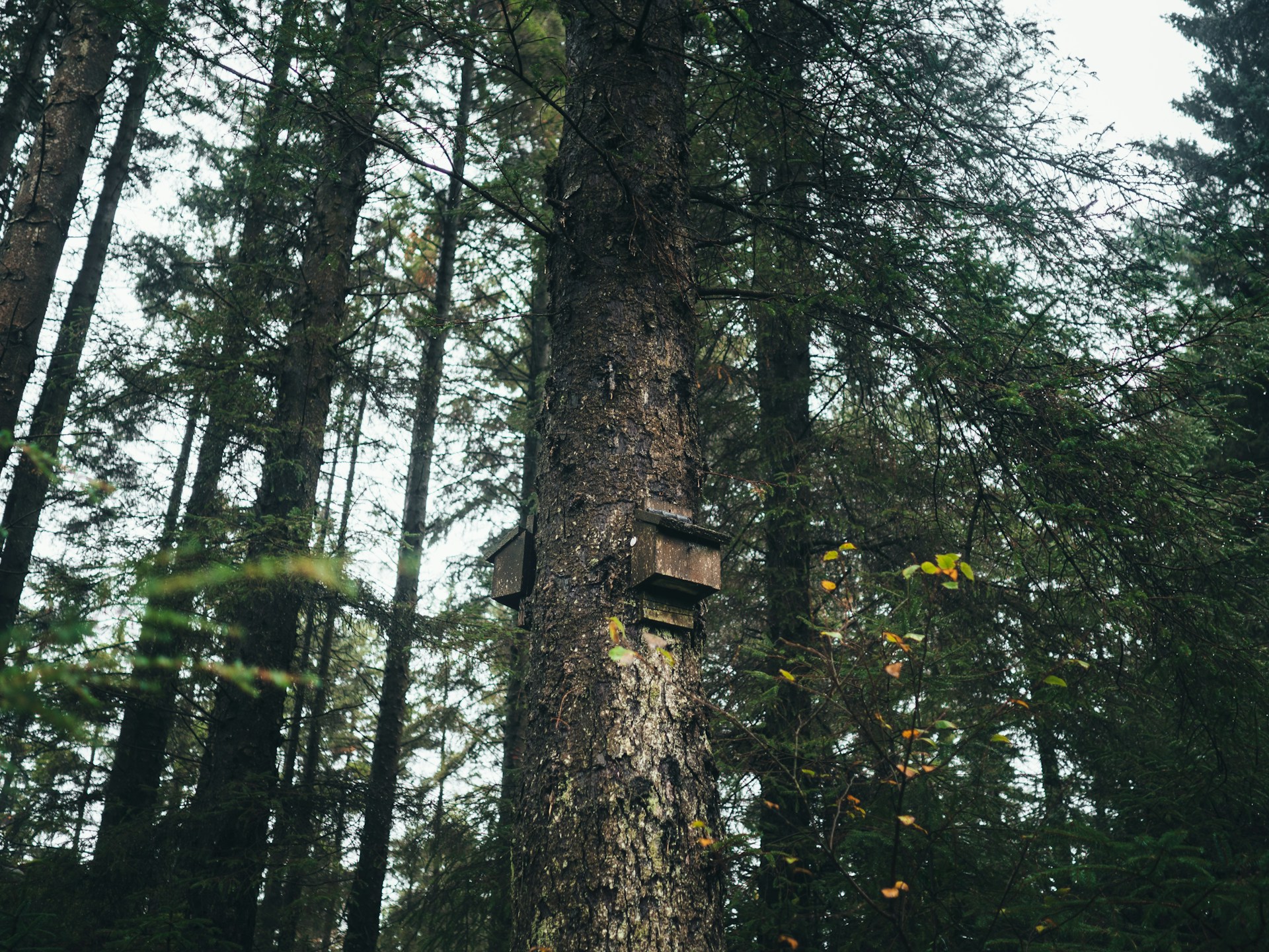 bat box