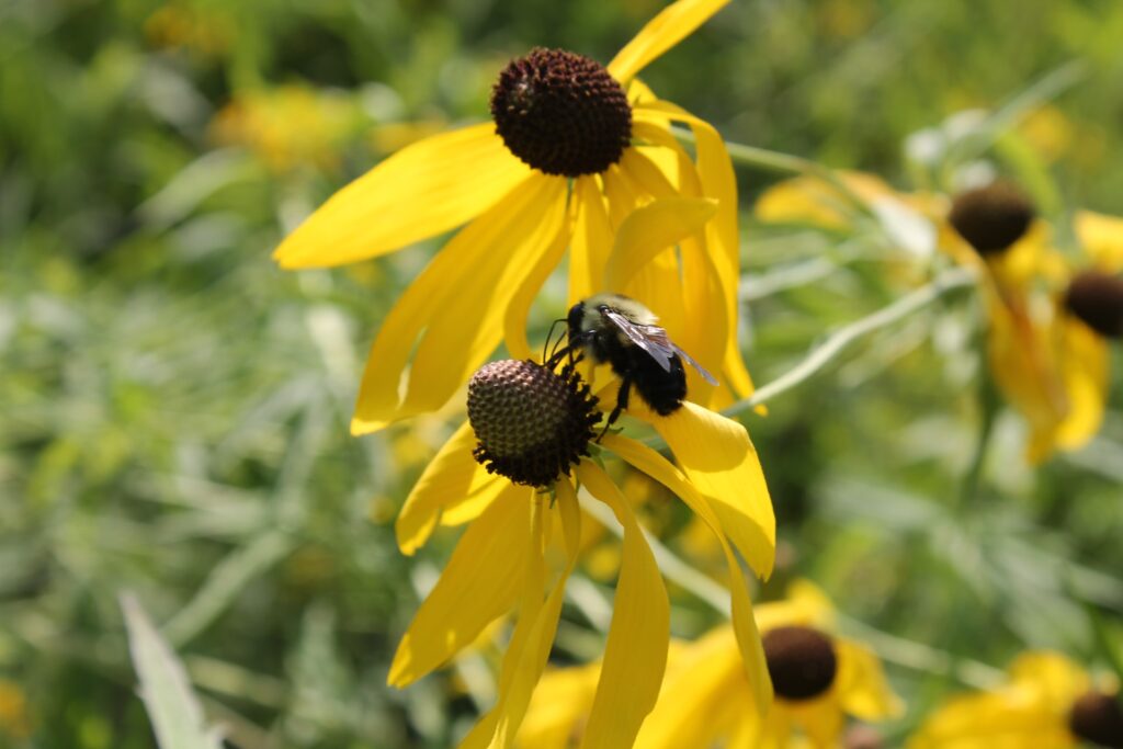 Yellow bees on lavender flowers.