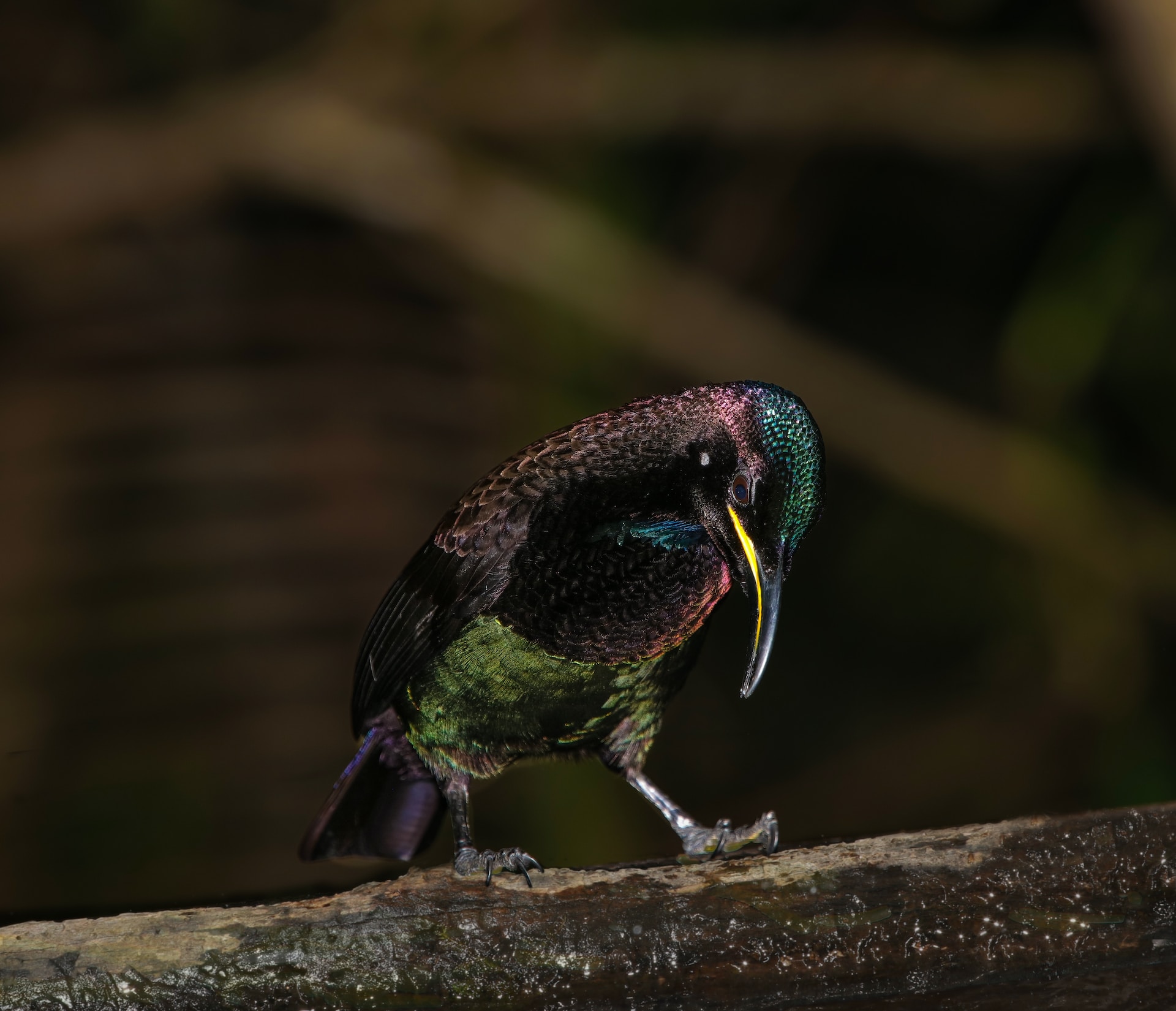 birdbath