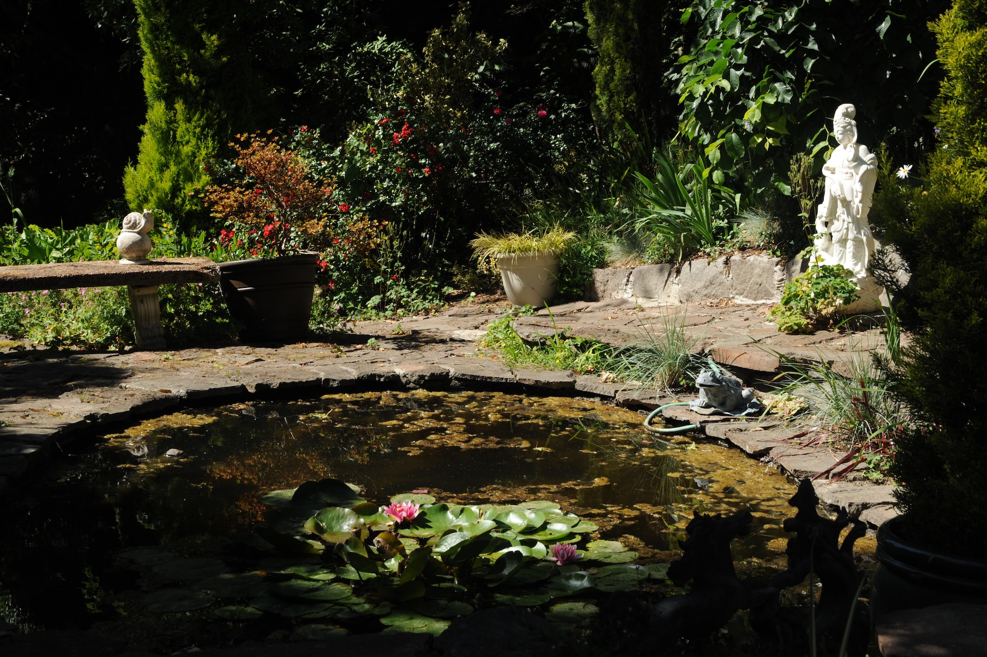 frogs in garden