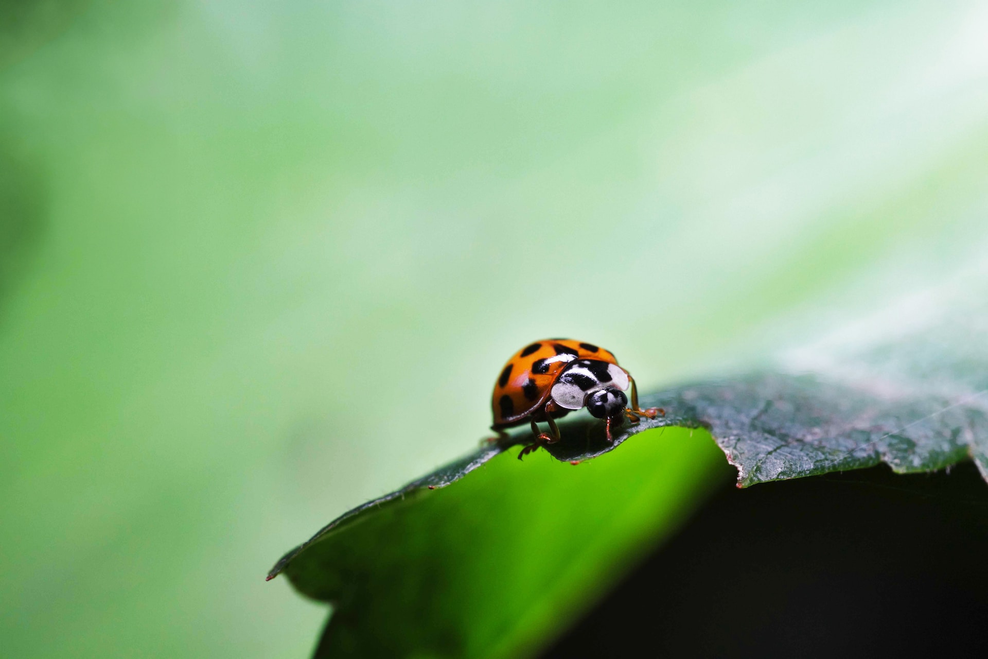 ladybug on leaf