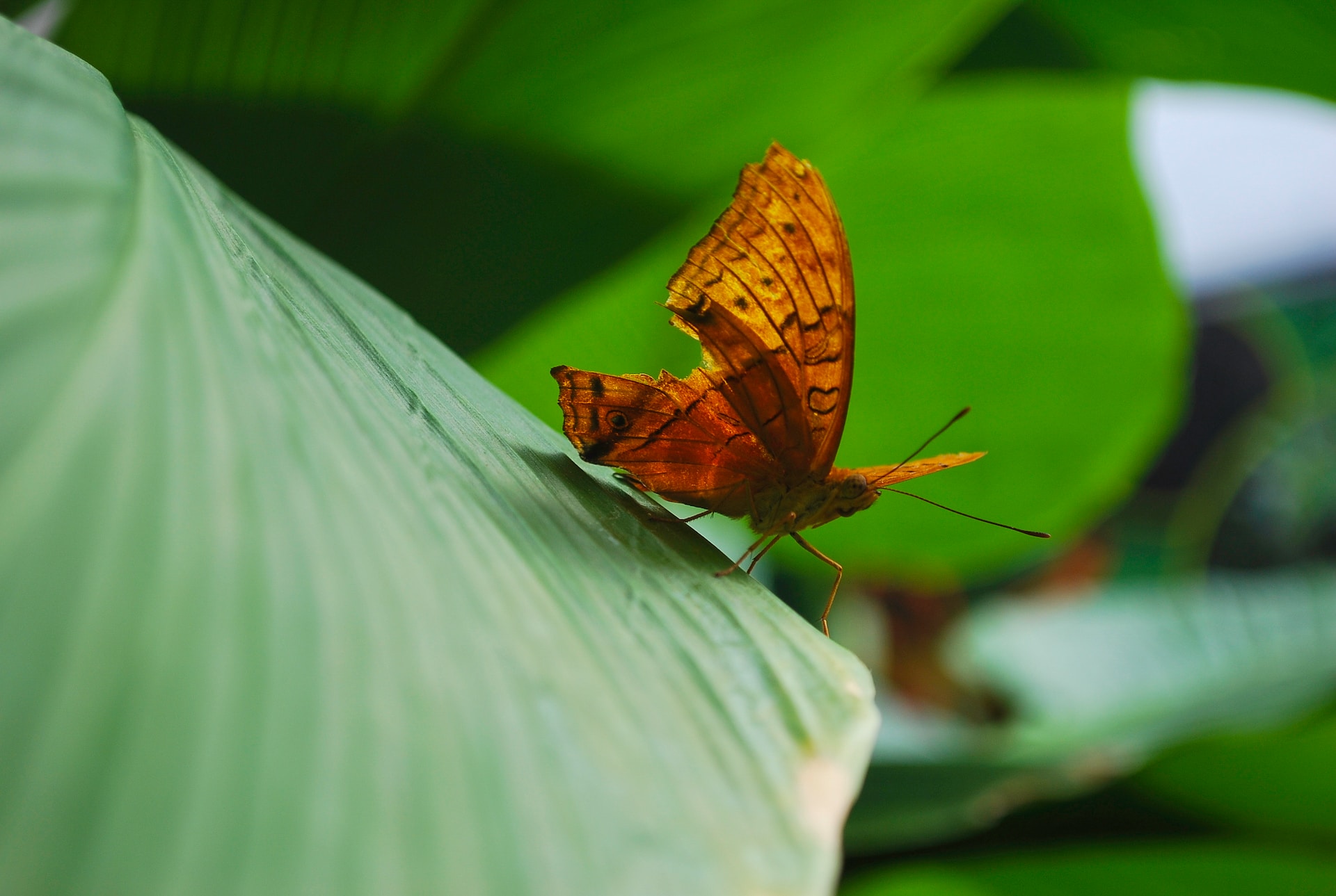 vibrant butterfly garden