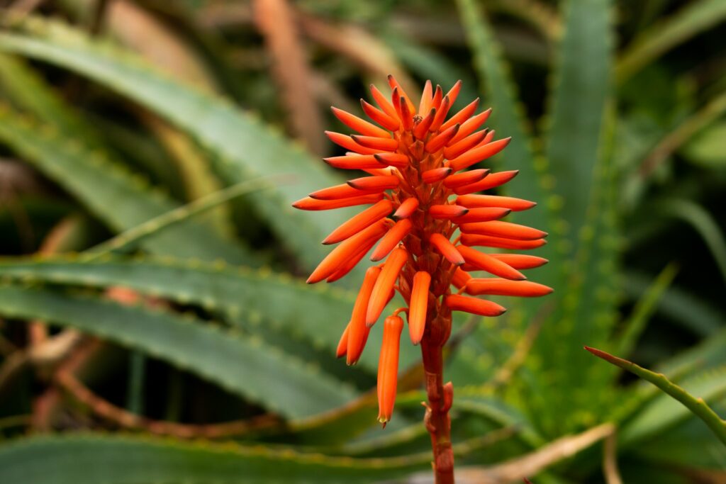 vibrant flowering shrubs