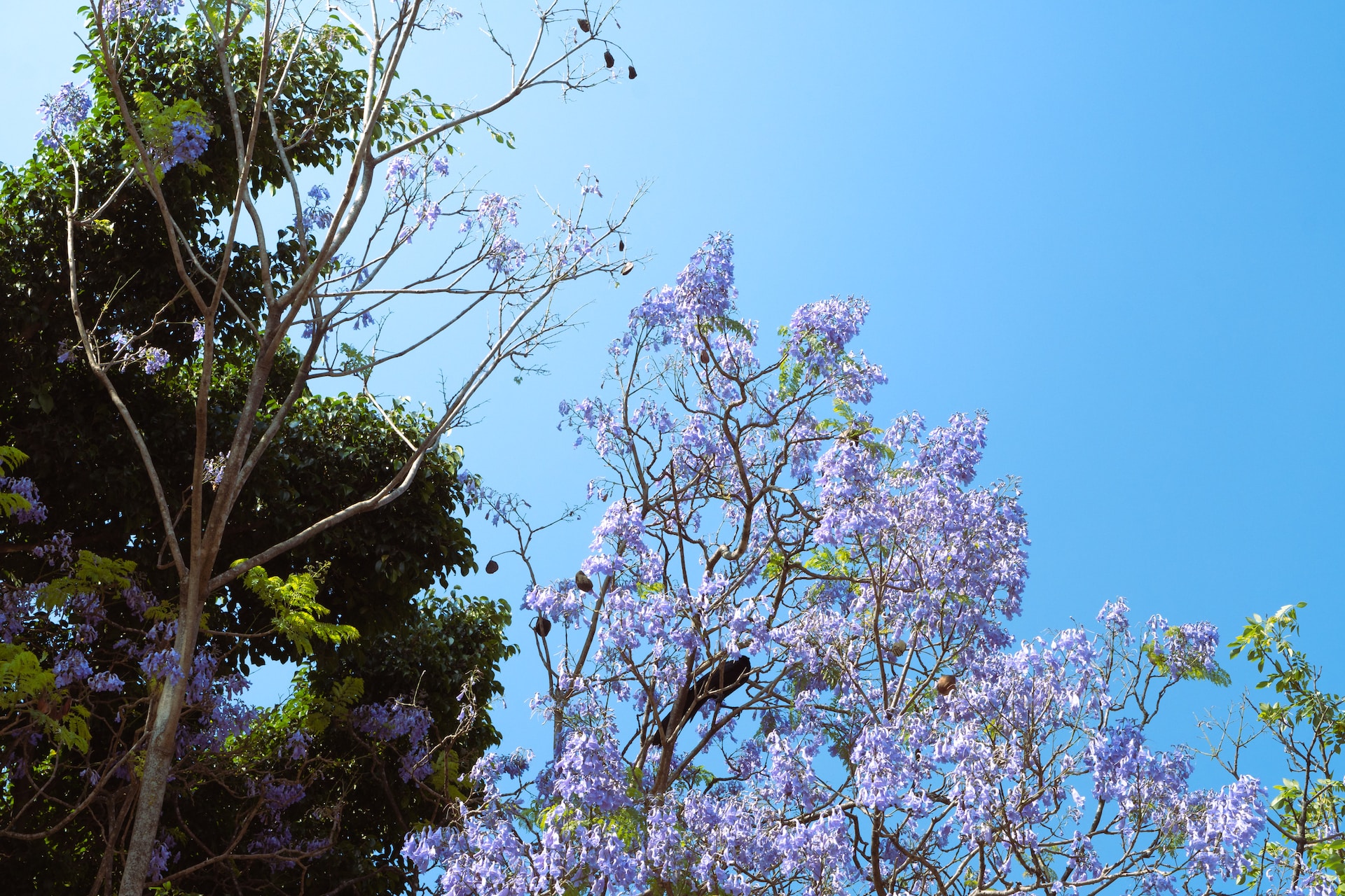 wildlife-friendly garden